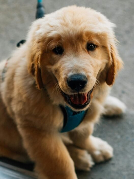 Golden retriever welpe sitzt und lächelt in die kamera