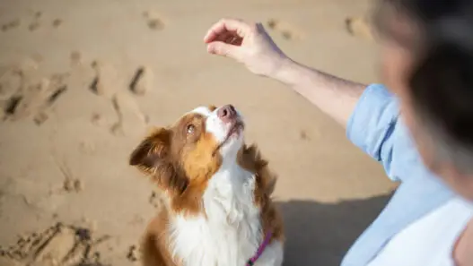 Hund schaut auf eine Hand mit leckerli. Hund macht sitz. Hund Sitz beibringen