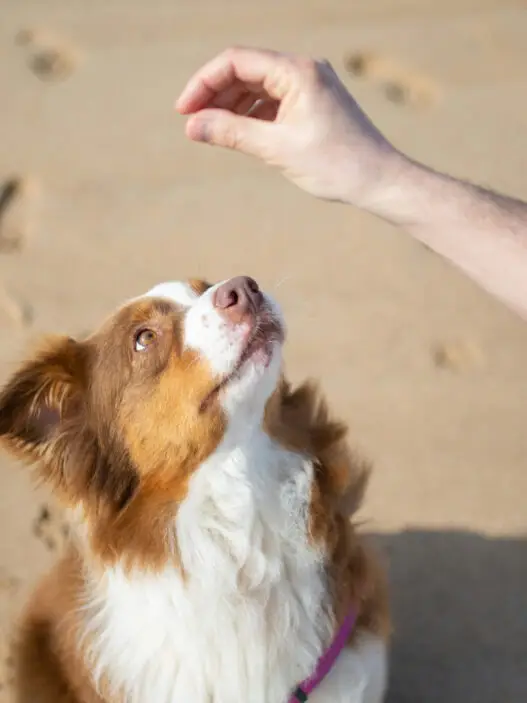 Hund schaut auf eine Hand mit leckerli. Hund macht sitz. Hund Sitz beibringen