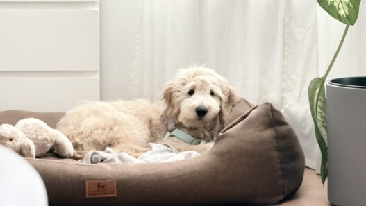 Goldendoodle Welpe liegt in seinem Hundebett von Knuffelwuff