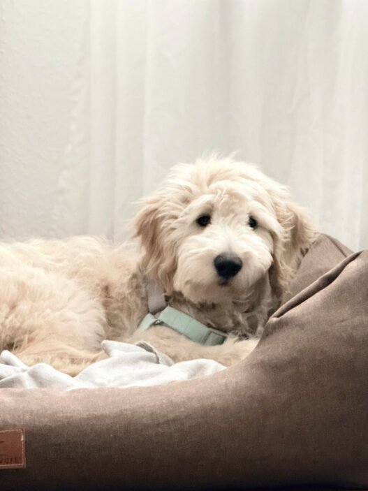 Goldendoodle Welpe liegt in seinem Hundebett von Knuffelwuff