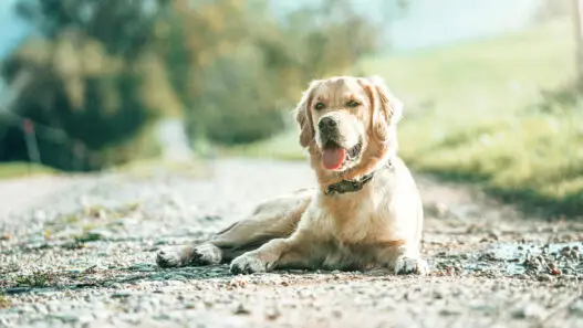 Goldenretriever liegt in der Sonne und macht platz - So bringst du deinem Hund platz bei