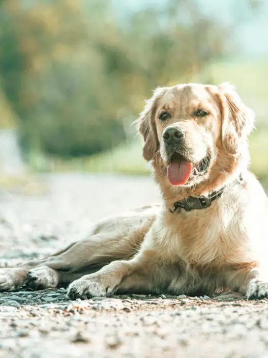 Goldenretriever liegt in der Sonne und macht platz - So bringst du deinem Hund platz bei