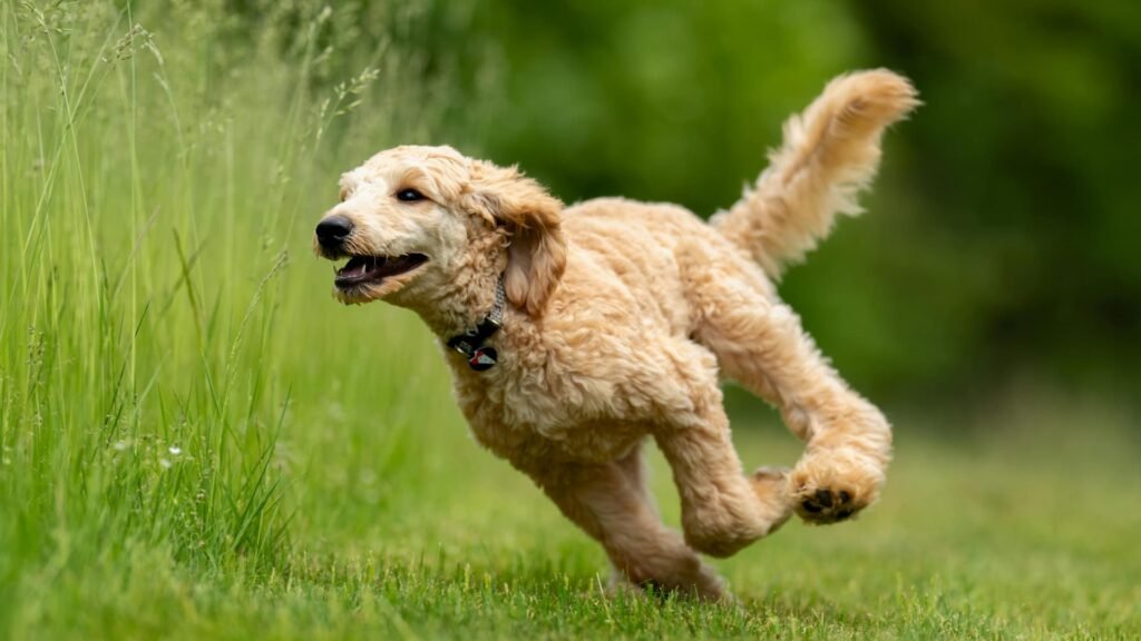 Golden Doodle Mini rennt im Gras