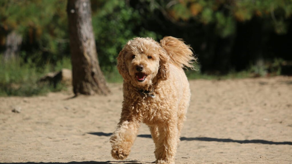 Golden Doodle Mini rennt am Strand