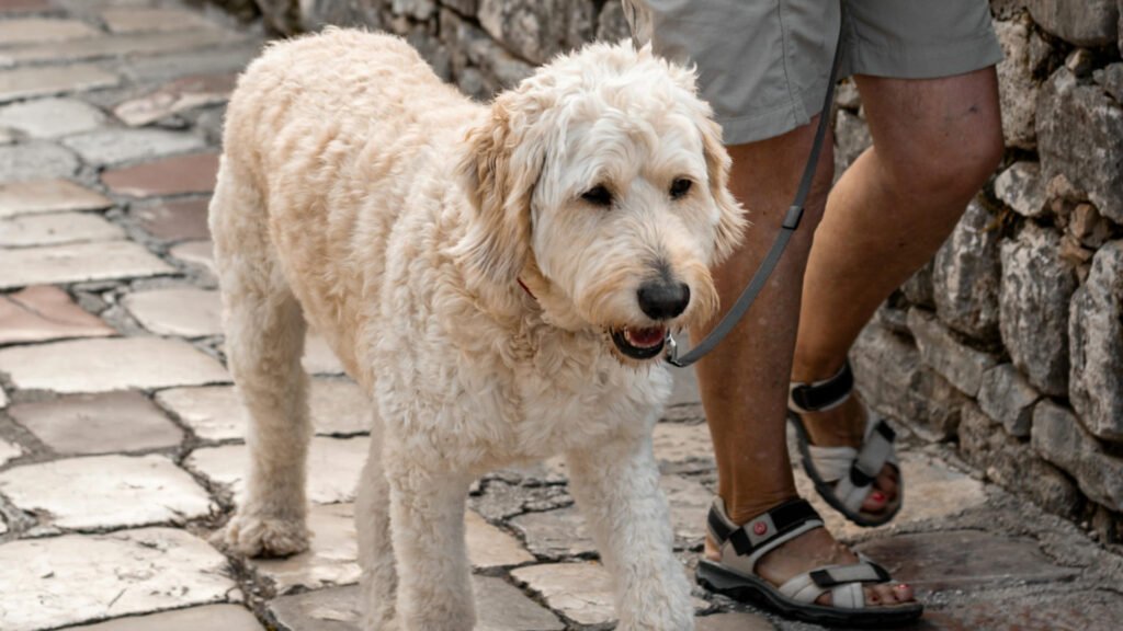 Golden Doodle Medium läuft auf der Straße