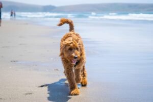 Goldendoodle rennt am Strand entlang