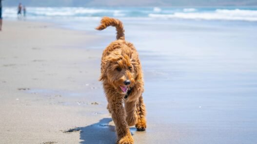 Goldendoodle rennt am Strand entlang