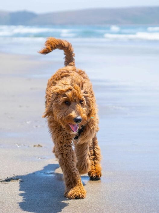 Goldendoodle rennt am Strand entlang