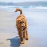 Goldendoodle rennt am Strand entlang