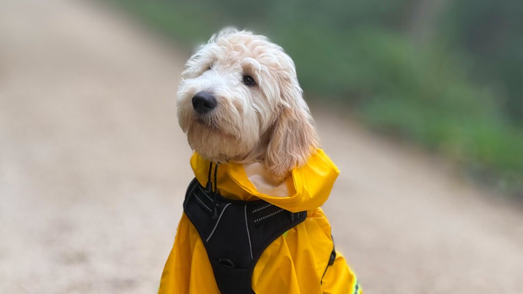 Goldendoodle mit Jacke