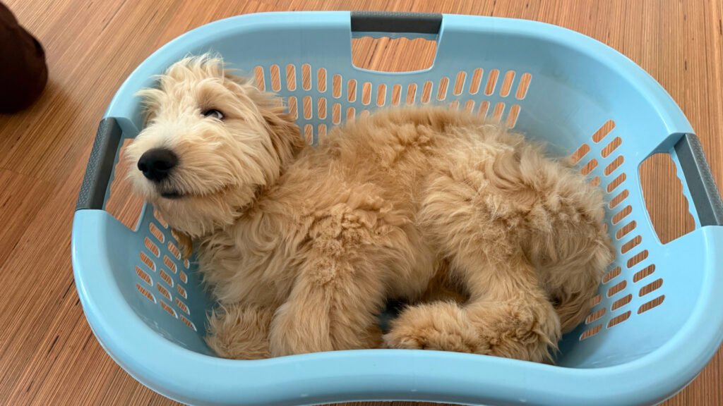 Goldendoodle liegt in Wäschekorb