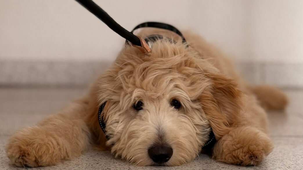 Goldendoodle will nicht laufen und liegt auf dem BOden