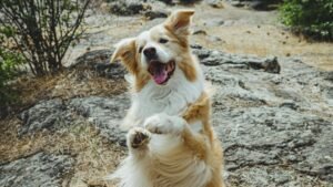 Hund macht männchen