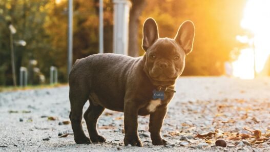 Hundenamen Weiblich - Hund steht da und schaut in die kamera