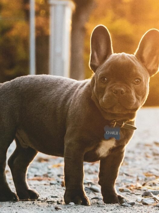 Hundenamen Weiblich - Hund steht da und schaut in die kamera