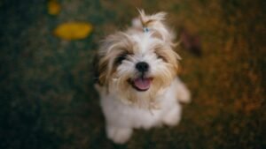 Kleiner Hund schaut witzig in die Kamera