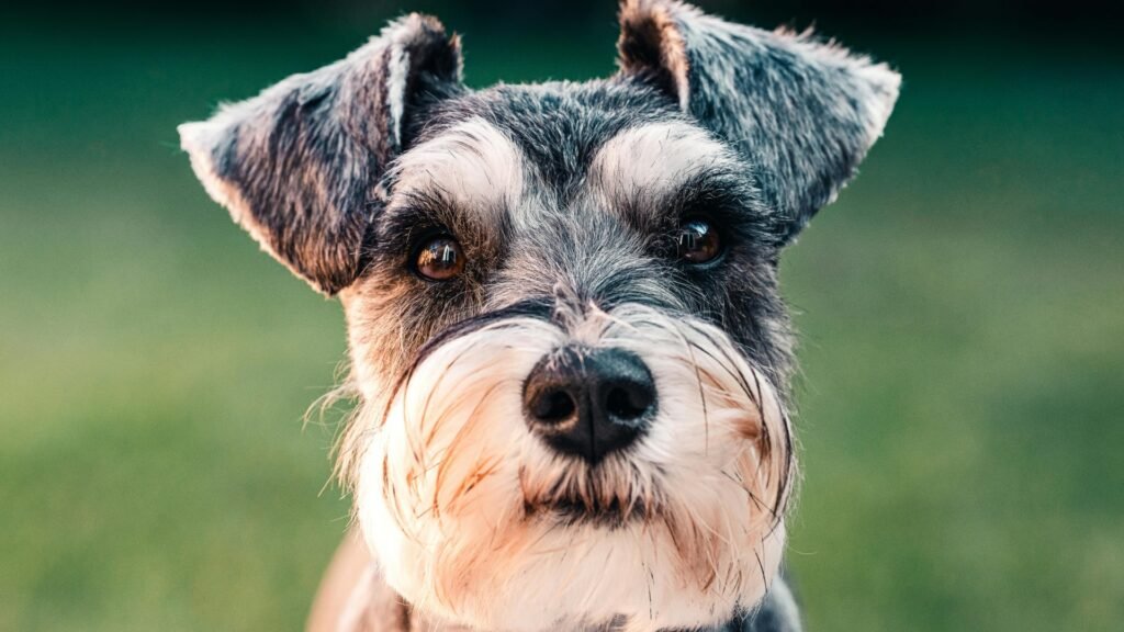 Schnauzer close up und schaut in die kamera