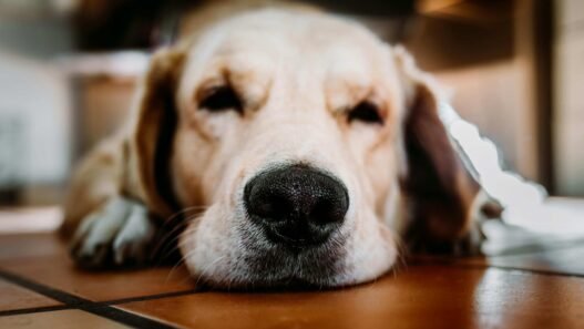 Hund trockene Nase pflegen mit Balsam