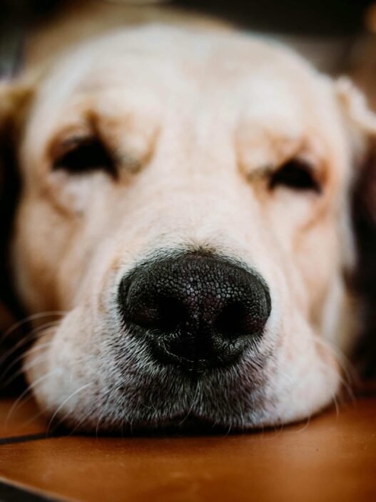 Hund trockene Nase pflegen mit Balsam