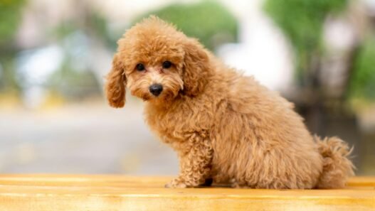 Poodle sitzt auf holzbrett