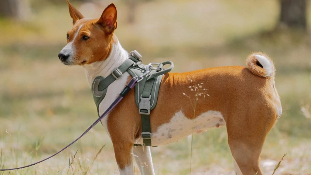 Basenji Hunde steht in einer Wiese und schaut in die ferne