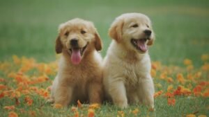 Zwei welpen Sitzen auf Gras - Italienische Hundenamen Rüde