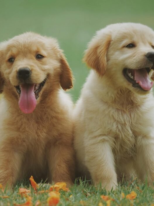 Zwei welpen Sitzen auf Gras - Italienische Hundenamen Rüde